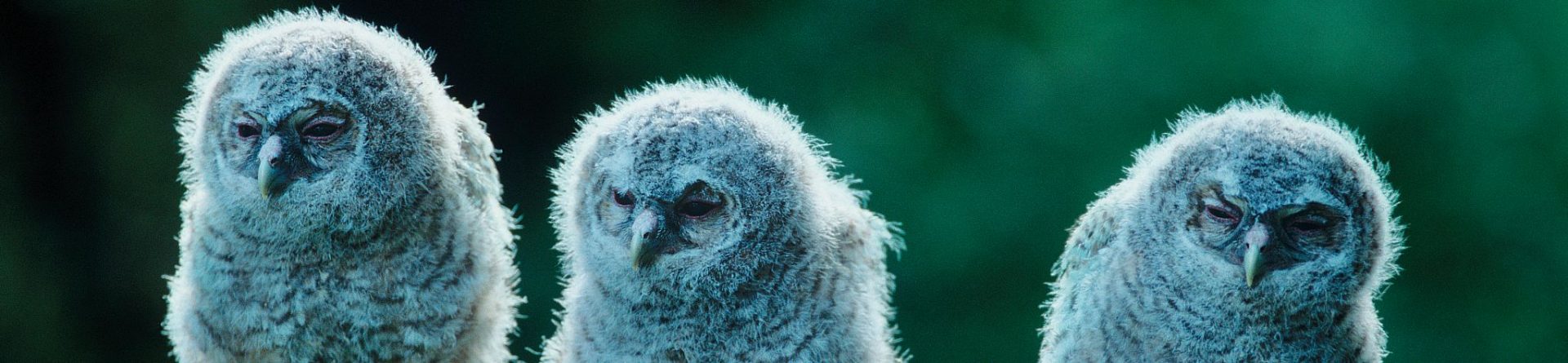 De uilen van Teelen kijken verder dan uw vraag